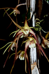 Dendrobium tetragonum Mabela CCM/AOS 86 pts. flower